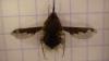 Bombylius fimbriatus